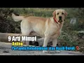 Download Lagu 9 Arti Mimpi Anjing, Pertanda Kebahagiaan atau Nasib Buruk?