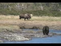 RECORD BULL MOOSE Encounters GRIZZLY enormous alaska trophy moose brown bears