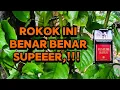 Review Rokok Djarum Super || Rasanya Super || Rokok Djarum || #djarumkudus 