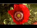 Opium Common poppy Papaver bracteatum Pain Relief to Symbolism the Fascinating World of Poppies