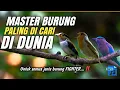 Download Lagu MASTER BURUNG PALING EDAN‼️‼️‼️