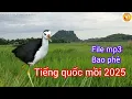 Download Lagu Tiếng chim quốc mồi 2025