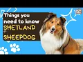 Adopting a Sheltie Watch This First Before You Regret It