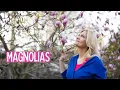 Lagu Magnolias in my garden