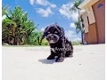 Alessia the Stunning CavaPoo Hybrid Female Puppy for adoption near San Marcos CA