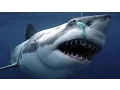 Download Sharks : Scavengers of the Seas - Documentary mp4 3gp mp3 videos - waplic