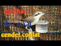 Download Lagu melihat lebih dekat burung cendet coklat suara kekean tajam   #cendetcoklat #cendet #cendetcoklat