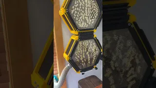 Indoor Bedroom Beehive UPDATE