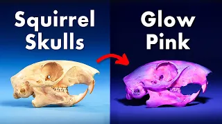 Everything You Didn't Know About Fluorescent Animals