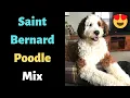 Who is a Saint Bernard Poodle Mix Should you get one