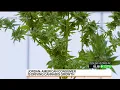 Americans Want More Cannabis Says Curaleaf Chief
