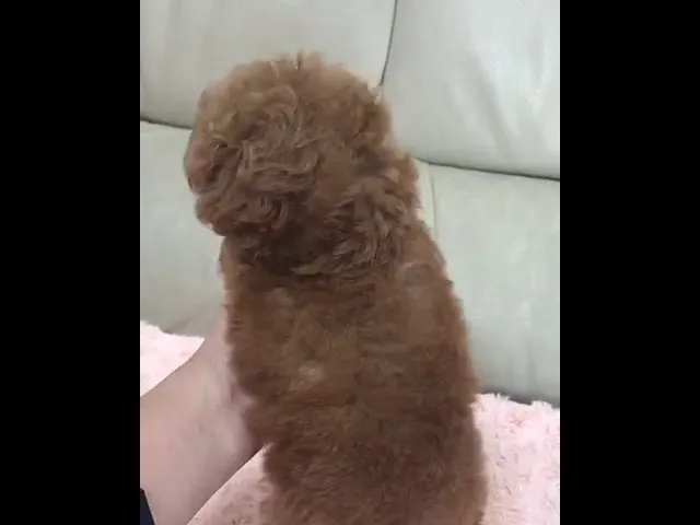 動画