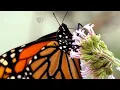 This Parasite is Cramping The Monarch Butterfly s Style Deep Look