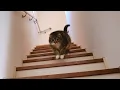 Download Lagu 猫語で集合の合図をかけたらまさかの結果に🤣🤣🤣