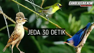 masteran kombinasi burcil pleci rambatan branjangan