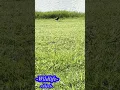 Download Lagu Wildlife #nature #duck #outdoors #wildlife