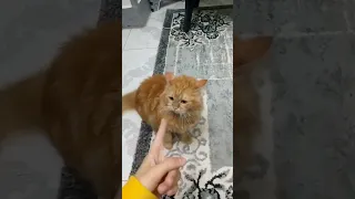 تعالي بقا عشان انا سكتلك وانتي هبله انتي وعيالك Cat Funny Foryou Fyp قطط مضحكة Catlover 
