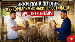 IKKI DONA ZOTLIK ARASHAN QO’CHQORLARIMIZ ZUDLIK BILAN SOTILADI