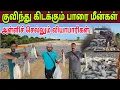 Download Lagu 🔴💉குவிந்து கிடக்கும் பாரை மீன்கள் அள்ளிச் செல்லும் வியாபாரிகள்பிள்ளையார் சதுர்த்தியால் மலிந்தமீன்கள்