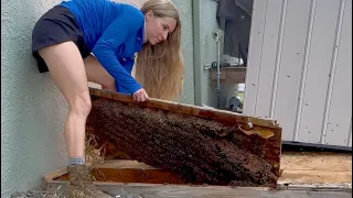 Joe's Shed Bees