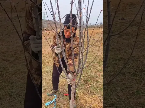 멀쩡한 나뭇가지를 왜 일부러 구부릴까? 🌳 농부들이 이렇게 하는 이유