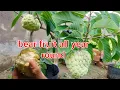 Sugar apples - fruit all year round if planted and made this way