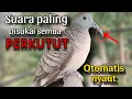 Lagu Perkutut lokal gacor suara paling disukai perkutut