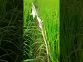 Download Lagu mikat ciblek sawah, mikat ciblek sawah pakai mp3, pikat prenjak sawah #mikat #carapikat #burung