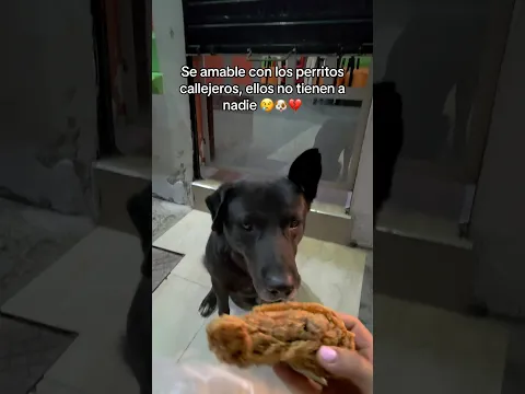 Pobrecito pedía comidita afuera del restaurante y nadie le daba 😢🐶💔 #perro #dog #perros