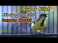 Download Lagu SOGON TROTOL NGRIWIK NEMBAK PENGGACOR UNTUK SEMUA SOGON‼️HITUNGAN DETIK SOGONMU LANGSUNG NGKLEPER