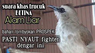 trucuk betina memanggil jantan suara khas panggilan trucukan di alam liar 