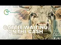 Waiting on the Cash Trade in Cattle Grains Finish Mixed
