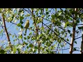 An Icterine warbler (Hippolais icterina) pinball machine sounds song
