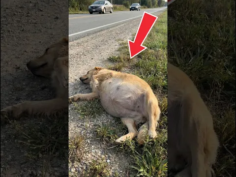 This kind man took in a very large pregnant dog. #goldenretriever #dogs