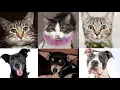 See the pets available for adoption in Sacramento