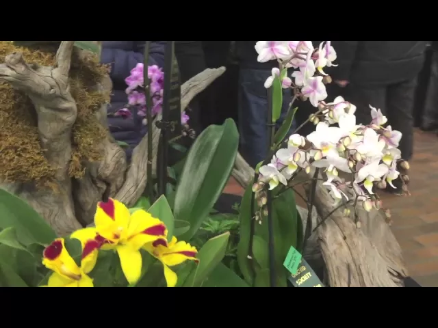 SOOS ORCHID SHOW 2016