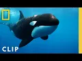 Download Lagu Orca Grandmother Defeats Great White Shark with One Blow | Queens