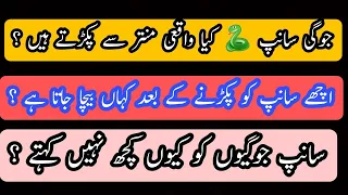 سانپ کیسے پکڑے جاتے کیا واقعی کوئی منتر ہوتا ہے وڈیو کو پور دیکھیں  سانپ کیسے پکڑے جاتے کیا واقعی کوئی منتر ہوتا ہے وڈیو کو پور دیکھیں