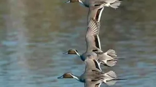 صوت بط البلبول 