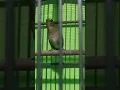 Download Lagu JONGKANGAN COKLAT GACOR TELER NYULING MERDU #jongkangan #burung #shorts