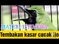 Download Lagu Tembakan mewah cucak ijo