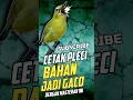 Download Lagu MASTERAN PLECI BAHAN SUPAYA NEMBAK BUKA PARUH DAN JUARA #masteranpleci