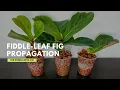 How to Propagate Fiddle-Leaf Fig from Cuttings Ficus Lyrata Propagation Indoor Plants