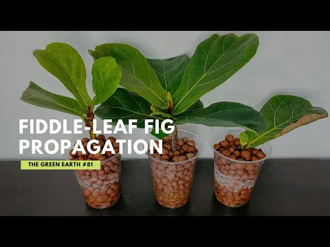 Download MP3 #81 How to Propagate Fiddle-Leaf Fig from Cuttings? Ficus Lyrata Propagation | Indoor Plants