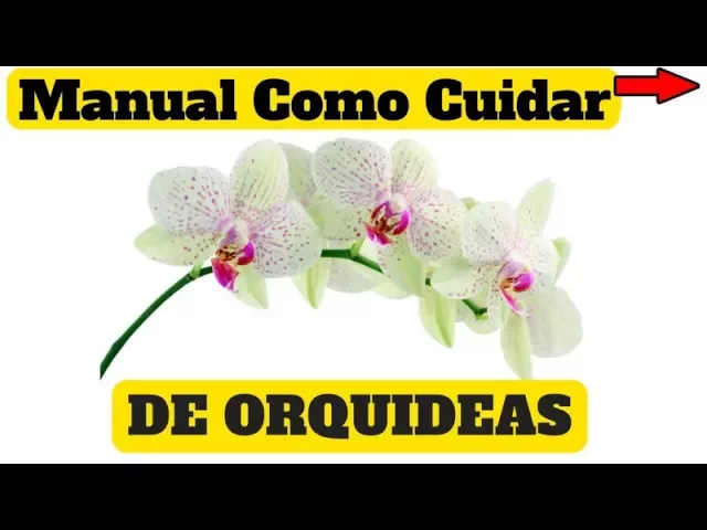 COMO CUIDAR DE ORQUIDEAS BORBOLETA