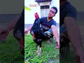 Download Lagu ini bukan happy asmara tapi having fun bersama ayam kesayangan #ayam #chicken #animals #funny