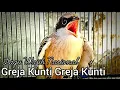 Download Lagu Masteran Wajib Nasional Cendet Trotolan Prospek - 𝙂𝙧𝙚𝙟𝙖 𝙉𝙮𝙚𝙧𝙚𝙩 𝙎𝙖𝙢𝙗𝙪𝙣𝙜 𝙆𝙪𝙣𝙩𝙞 𝘽𝙚𝙧𝙟𝙚𝙙𝙖
