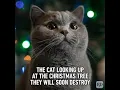 Download Lagu MY HEART IS!!!! #funnyimages #funny #funnymemes #cat #funnypictures #bestmemes2025 #jokes