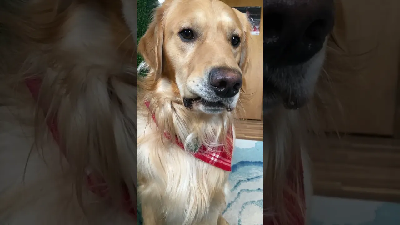 Dog Plays Real or Cake!