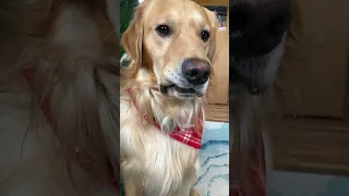 Dog Plays Real or Cake!